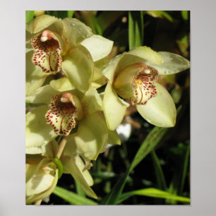 Cymbidium Orchids poster