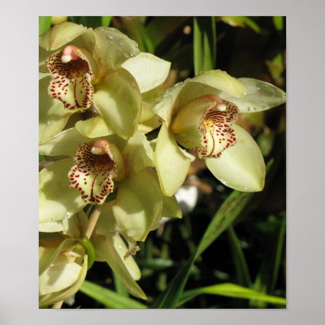 Cymbidium Orchids poster (Framsidan)