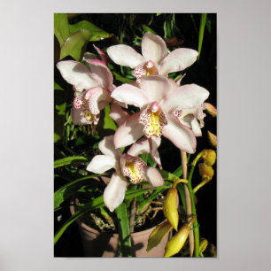 Cymbidium Orchids poster