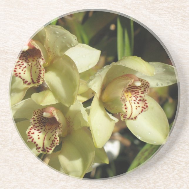 Cymbidium Orchids underlägg (Framsidan)
