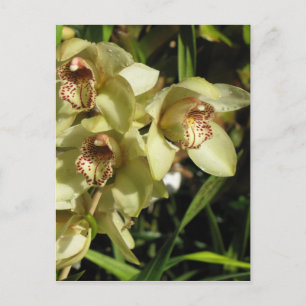 Cymbidium Orchids vycard, anpassa Vykort