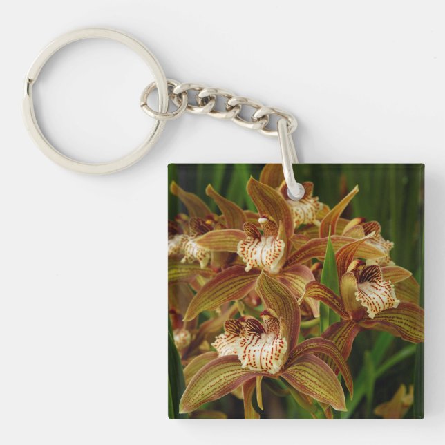 Cymbidium tracyanum (Framsidan)