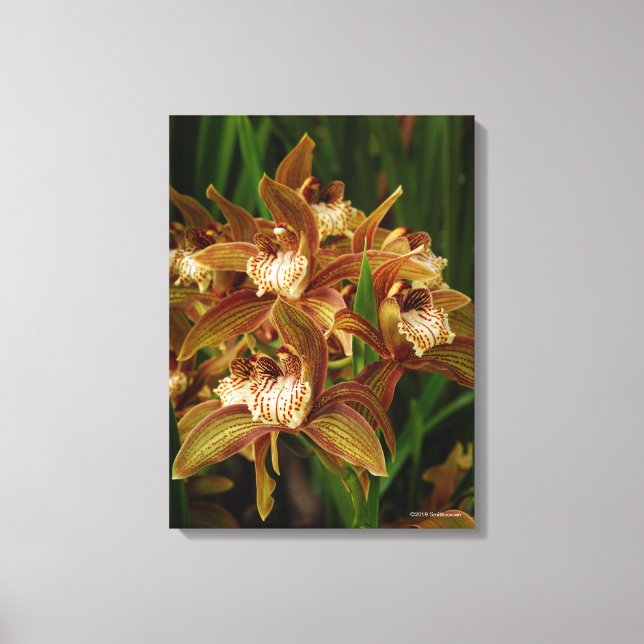 Cymbidium tracyanum canvastryck (Framsida)