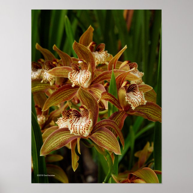 Cymbidium tracyanum poster (Framsidan)