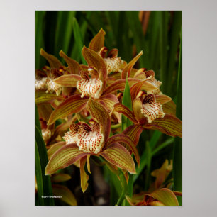 Cymbidiumtracyanum Poster