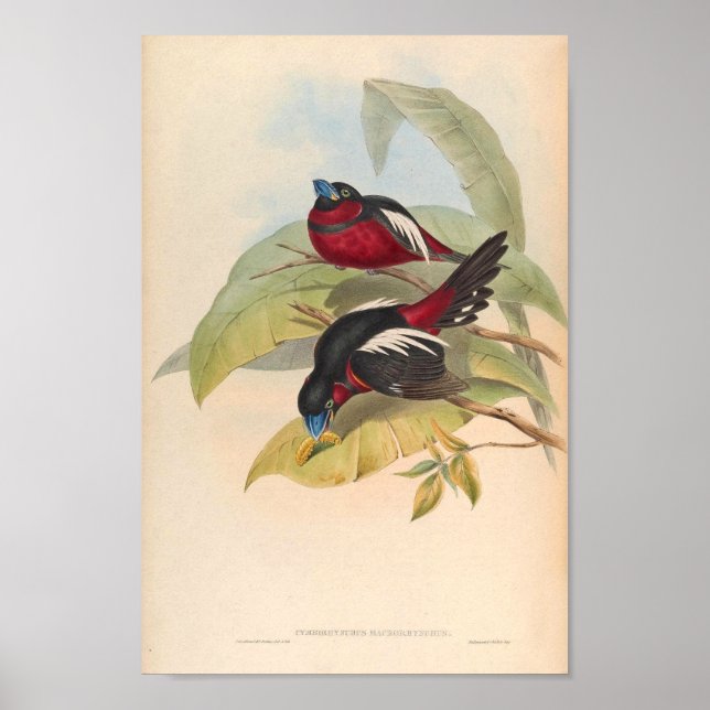 Cymbirhynchus Macrorhynchos Vintage Bird oF Asia Poster (Framsidan)