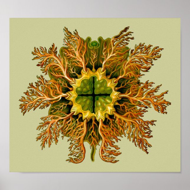 Cynthia melocactus Ernst Haeckel Fine Art Poster (Framsidan)