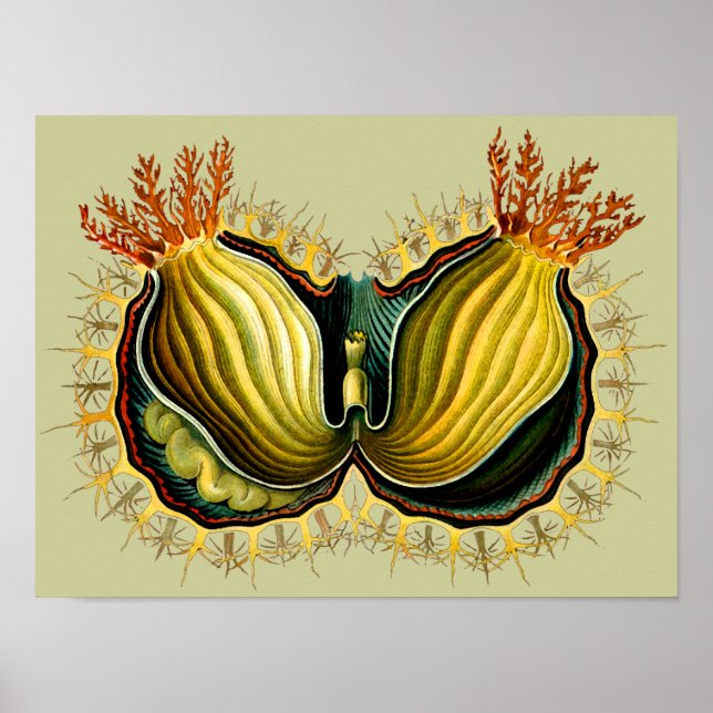 Cynthia melocactus Ernst Haeckel Fine Art Poster (Framsidan)