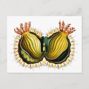 Cynthia melocactus Ernst Haeckel Fine Art Vykort