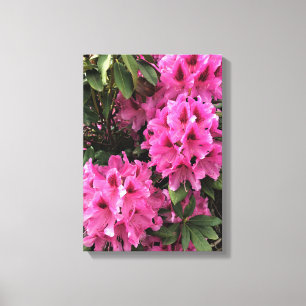 Cynthia Rhododendrons, Oregon Canvastryck