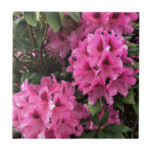 Cynthia Rhododendrons, Oregon Kakelplatta