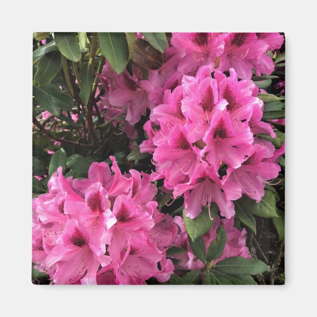Cynthia Rhododendrons, Oregon Magnet (Framsidan)