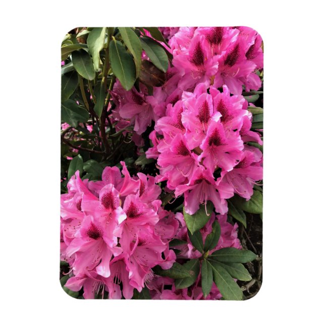 Cynthia Rhododendrons, Oregon Magnet (Vertikal)