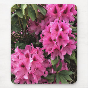 Cynthia Rhododendrons, Oregon Musmatta