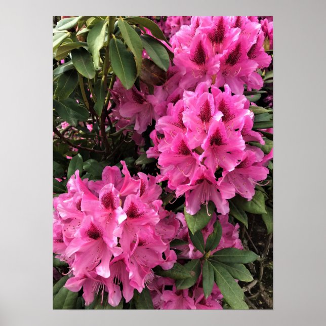 Cynthia Rhododendrons, Oregon Poster (Framsidan)