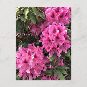 Cynthia Rhododendrons, Oregon Vykort