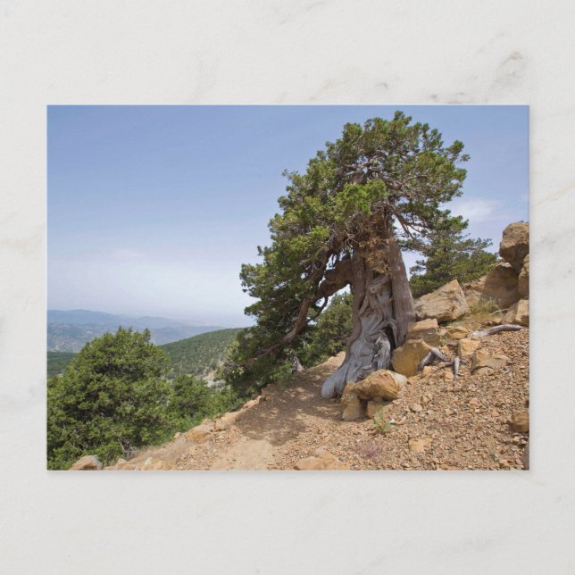 Cypern Artemis-troodos natur - landskap Vykort (Framsida)