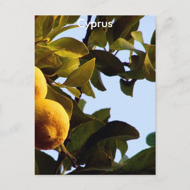 Cypern Lemon Grove Vykort (Framsida)