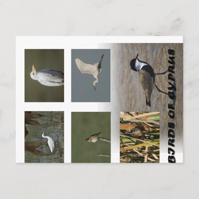 Cypern Naturhusdjur - vykort (Framsida)