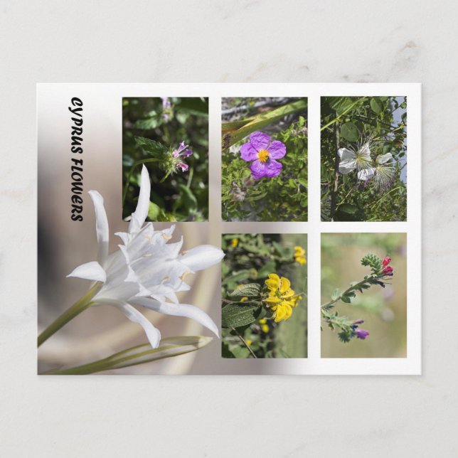 Cyperns blommor vykort (Framsida)
