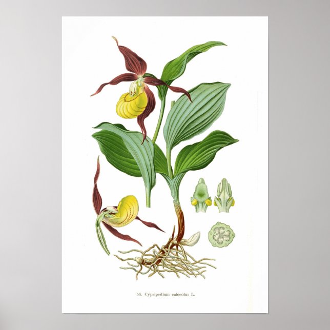 Cyprepedium calceolus poster (Framsidan)