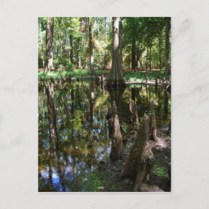 Cypress Bog Vykort