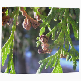 cypress,evergreen
