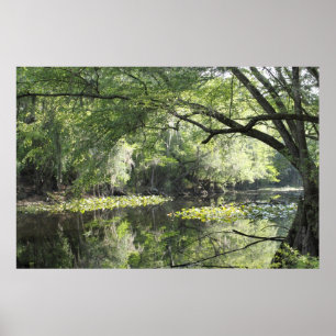 Cypress flod en delaffisch -60x40 - eller mindre poster