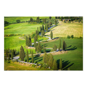 Cypress fodrade den slingriga vägen i det Tuscany Fototryck
