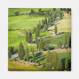 Cypress fodrade den slingriga vägen, Tuscany Magnet