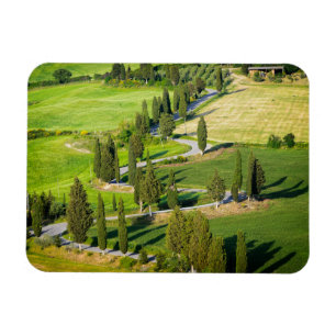 Cypress fodrade vägen i Tuscany rektangelmagnet Magnet
