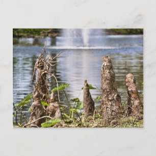 Cypress Knee Vykort