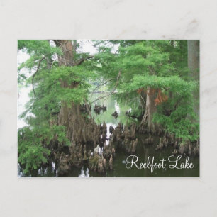 Cypress Knees vid Reelfoot Sjö Vykort