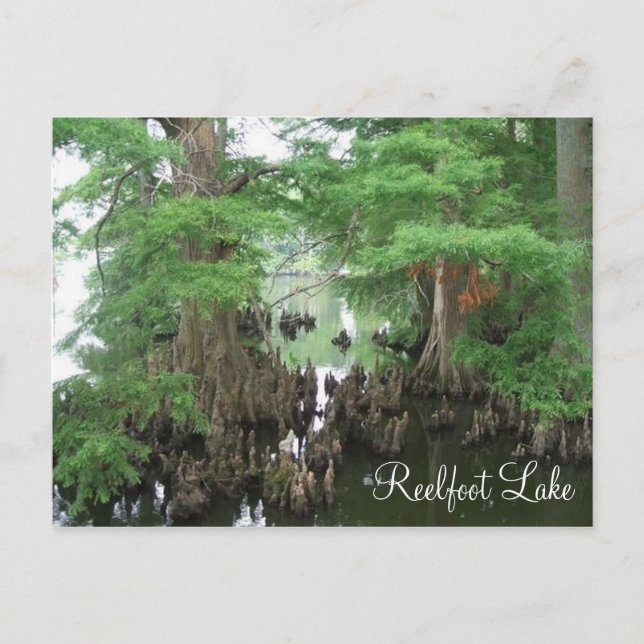 Cypress Knees vid Reelfoot Sjö Vykort (Framsida)