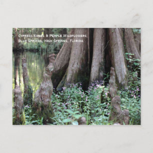 Cypress Knees vycard Vykort