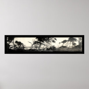 Cypress pekar det Monterey fotoet 1907 Poster