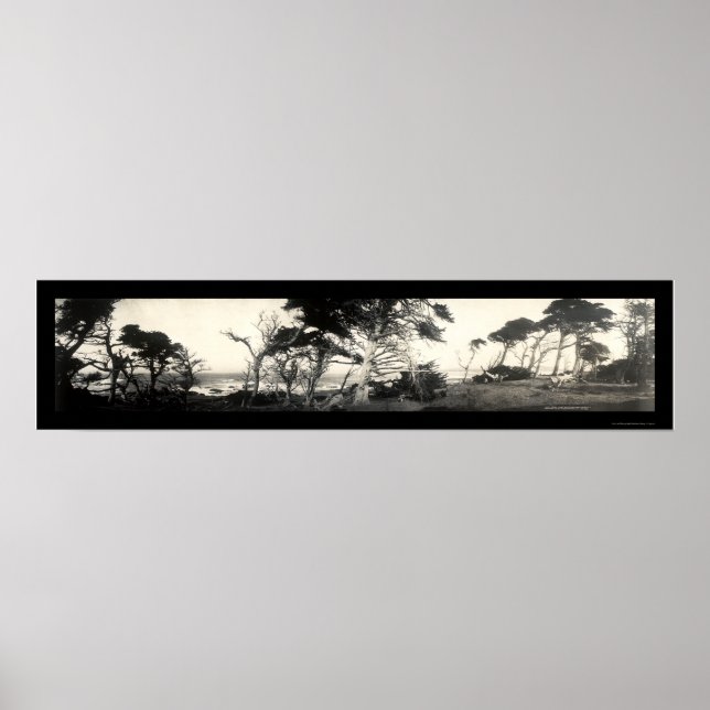 Cypress Point Monterey Photo 1907 Poster (Framsidan)