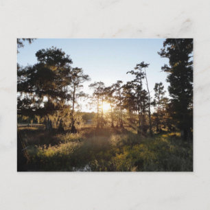 Cypress Sjö Vykort