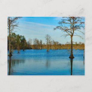 Cypress Sjö Vykort