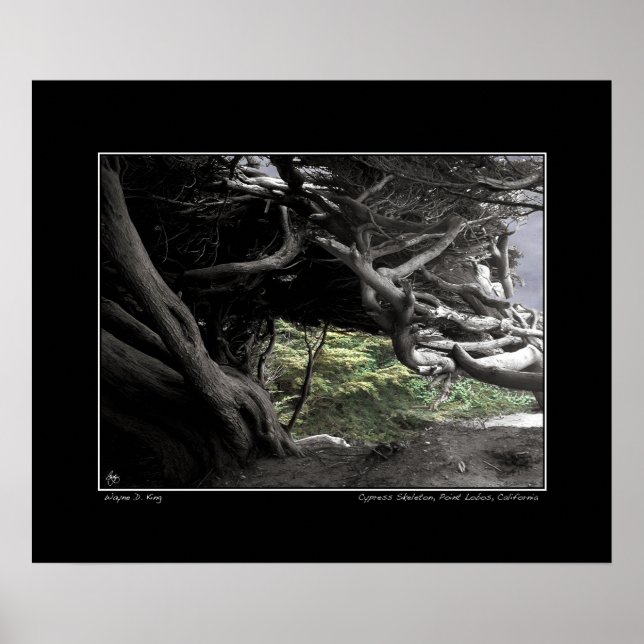 Cypress Skeleton - Poster (Framsidan)