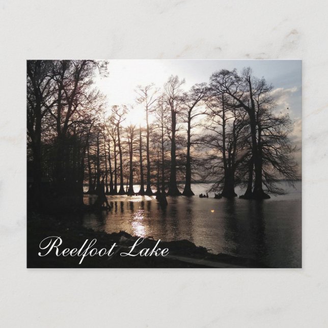 Cypress Sunset vid Reelfoot Vykort (Framsida)