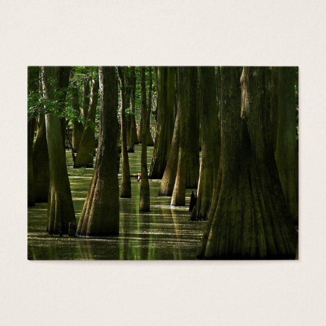 Cypress Swamp ATC-kort Visitkort (Framsidan)