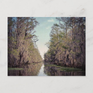 Cypress Swamp : Louisiana Vykort