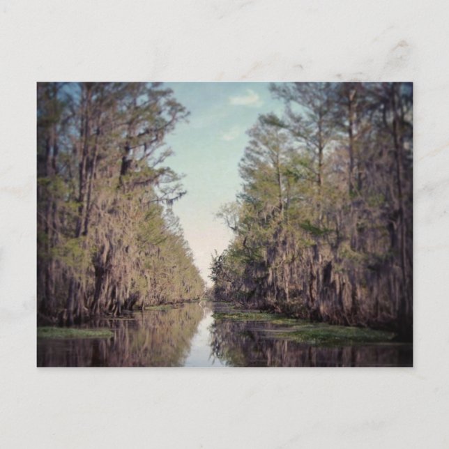Cypress Swamp : Louisiana Vykort (Framsida)