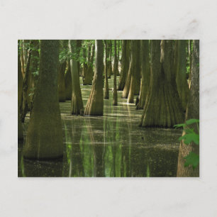 Cypress Swamp-vykort Vykort
