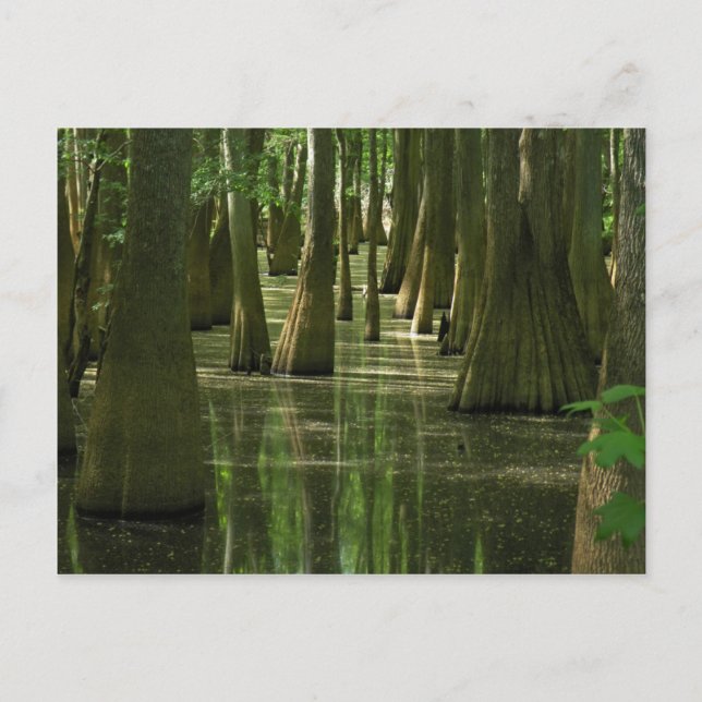 Cypress Swamp-vykort Vykort (Framsida)