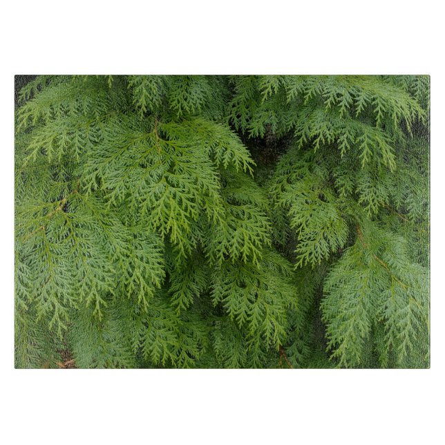 Cypress träd (Framsidan)