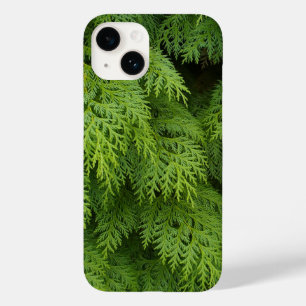 Cypress träd