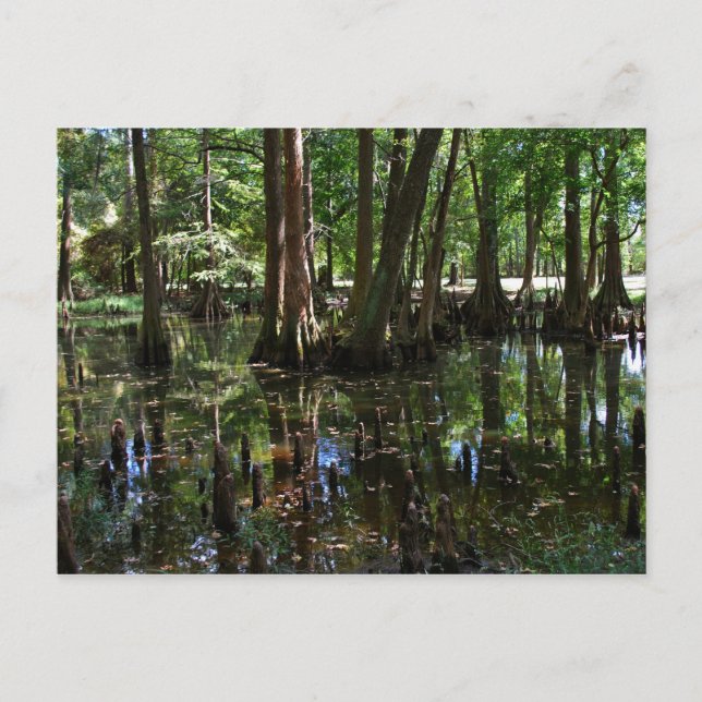 Cypress Träd 2 Vykort (Framsida)