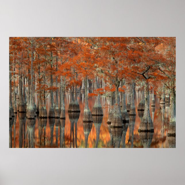 Cypress Träd | George Smith State Park, Georgia Poster (Framsidan)
